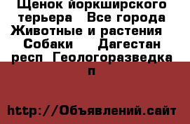 Щенок йоркширского терьера - Все города Животные и растения » Собаки   . Дагестан респ.,Геологоразведка п.